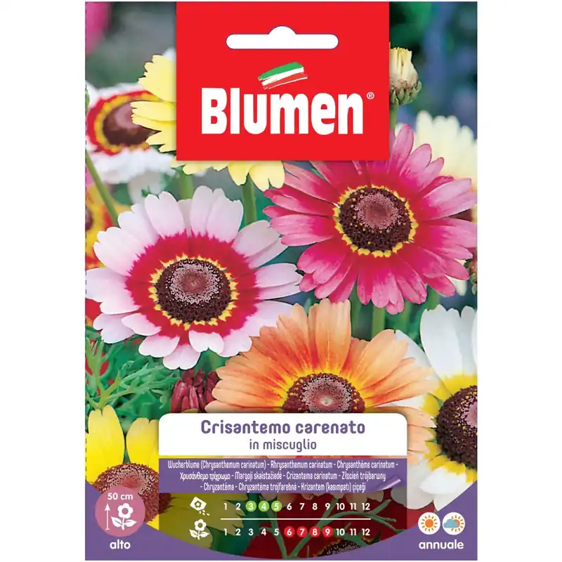 Exclusieve Aanbieding Semi Blumen Crisantemo carenato in miscuglio