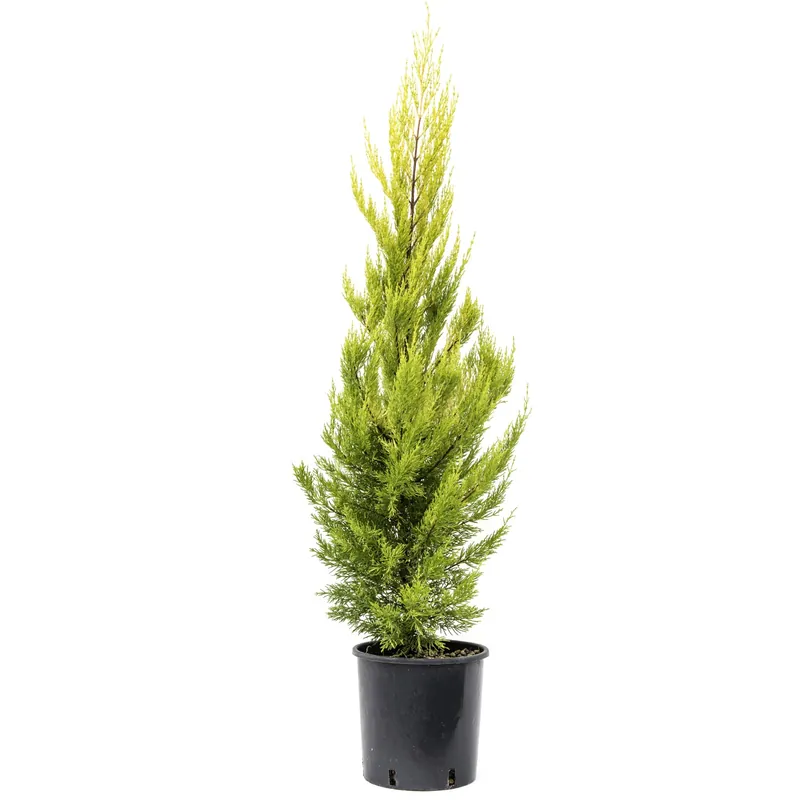 Cupressus macrocarpa "Goldcrest" h cm 80/100 Superprijs