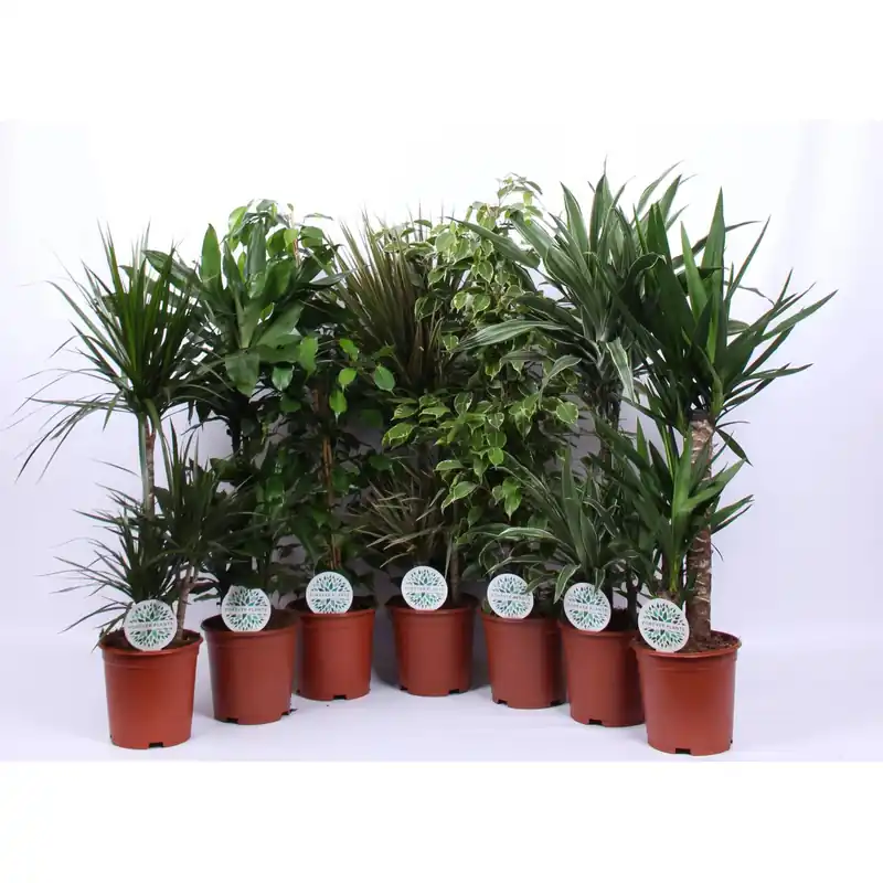 Piante verdi tropicali mix vaso Ø 21 cm Beperkt Aanbod