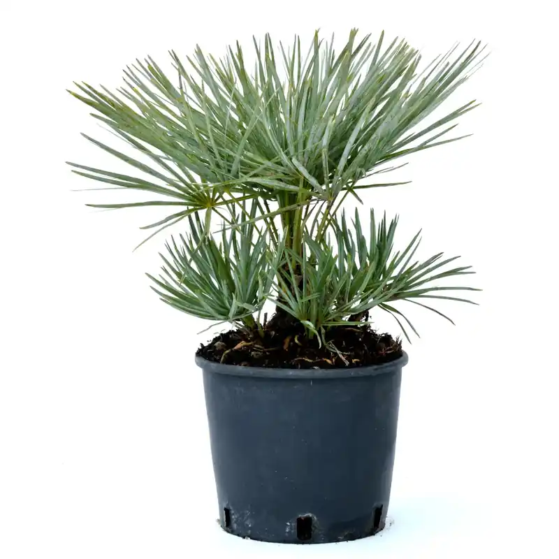 Palma nana Chamaerops humilis 20/30 cm Koop Vandaag
