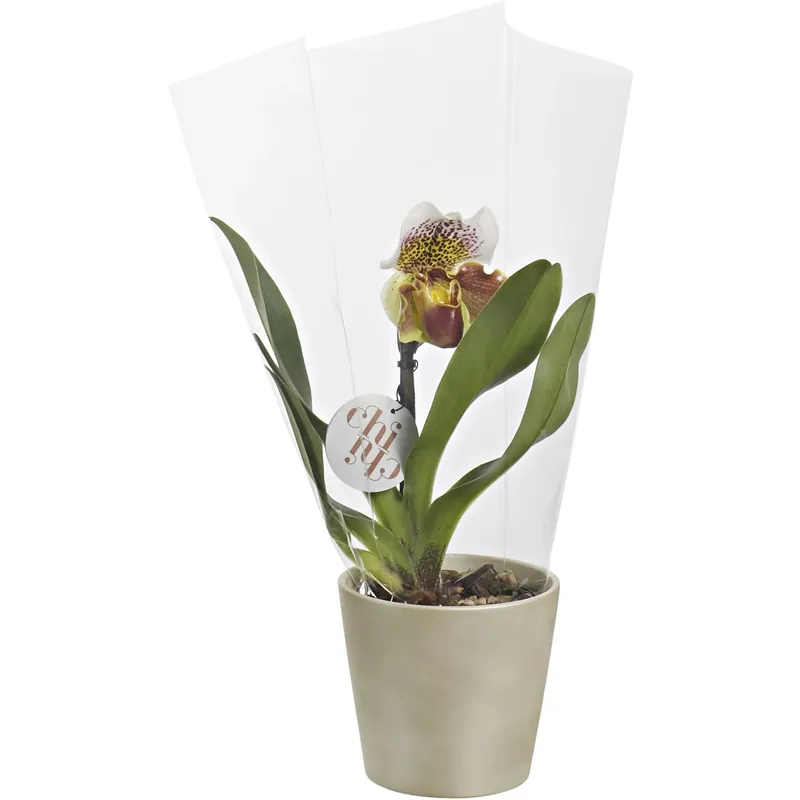Paphilopedilum elements con vaso in ceramica 12 cm Snelle Levering