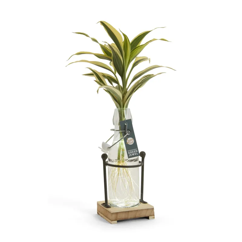 Piante verdi idroponiche assortite con luce vaso Ø cm 8 Speciale Aanbieding