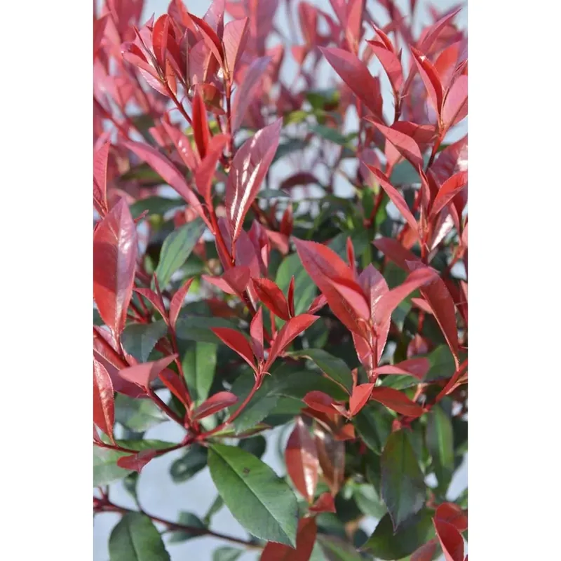 Photinia x fraseri `Carrè Rouge` Tijdelijk Beschikbaar