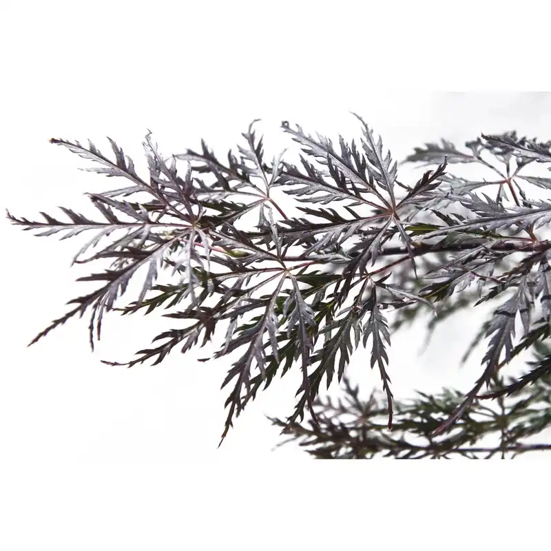 Acero palmato dissectum Garnet mezzo fusto h 130 cm Seizoensaanbieding