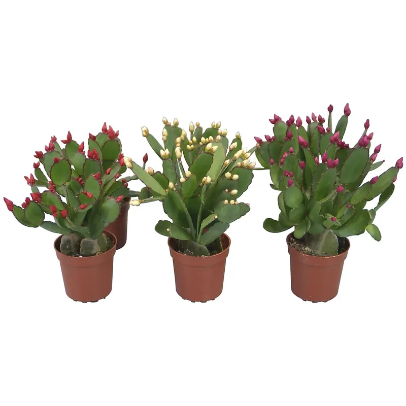 Rhipsalidopsis da interno con vaso Ø 6 cm colori assortiti Shop Nu