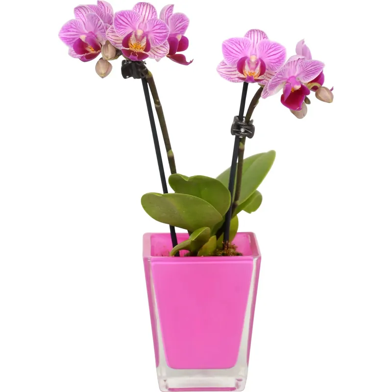 Orchidea Phalaenopsis mini 2 steli vaso vetro Ø 6 cm Koop Online