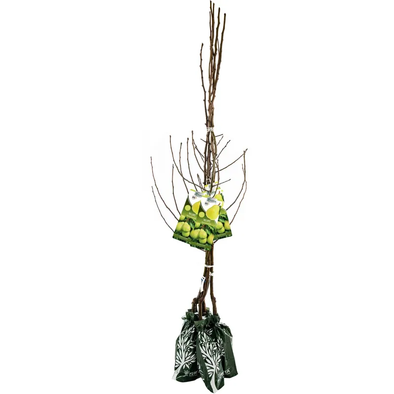 Pianta da frutto pero in pack - 120 cm Beste Prijs