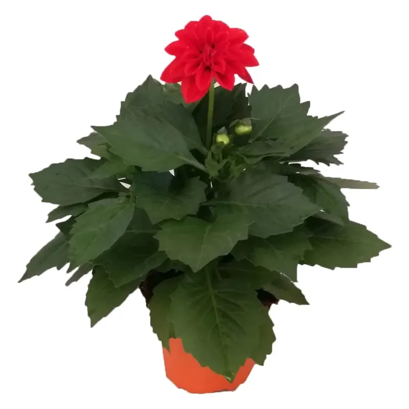 Dalia vaso 14 cm Merkproduct