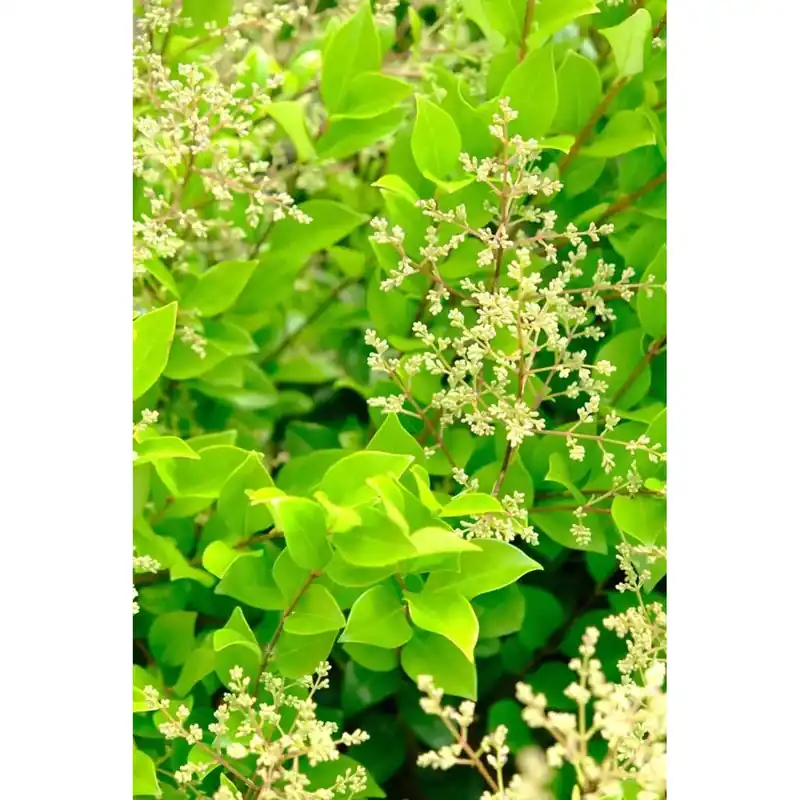 Nieuw Ligustrum texanum - Ligustro