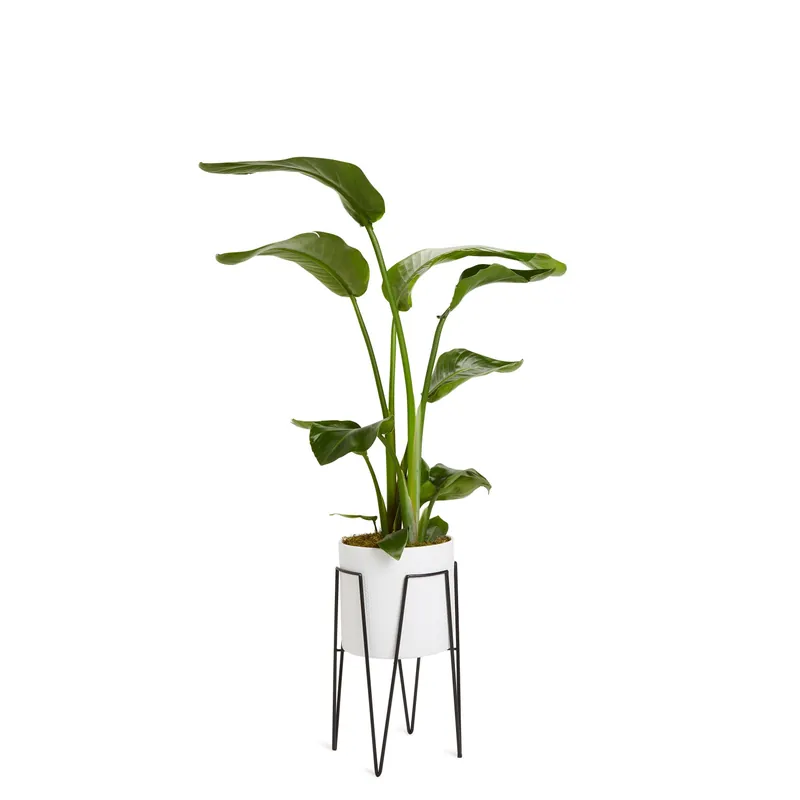 Voordeelprijs Composizione alzata in metallo con vaso in ceramica Ø 22 cm