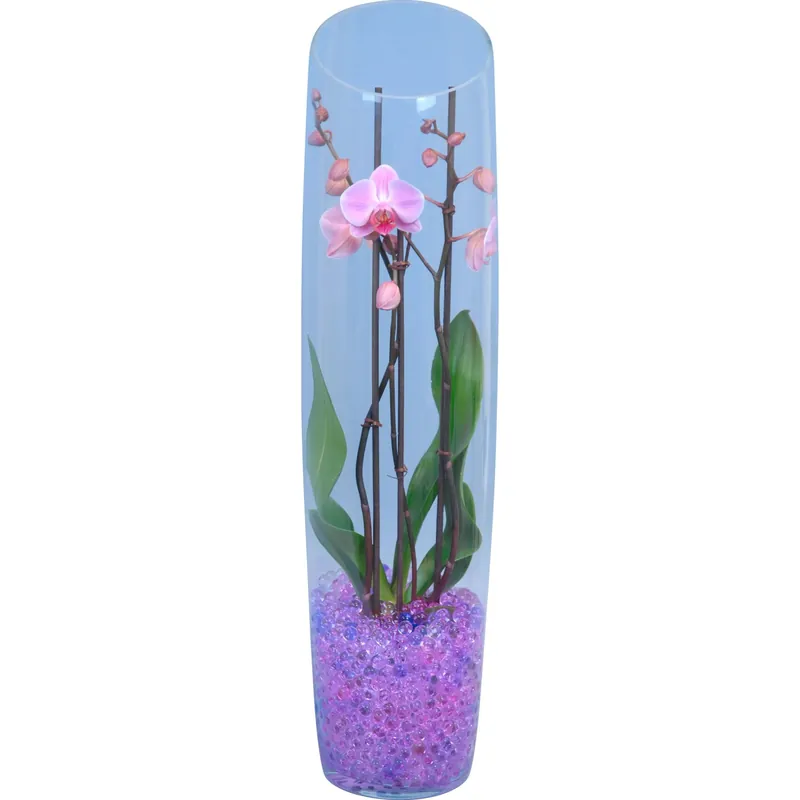 Populair Orchidea Phalaenopsis 2 steli lilla vaso in vetro Ø 18 cm