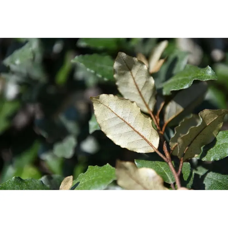 Elaeagnus Ebbingei Ø vaso 38 cm H 350 cm Flitsaanbieding