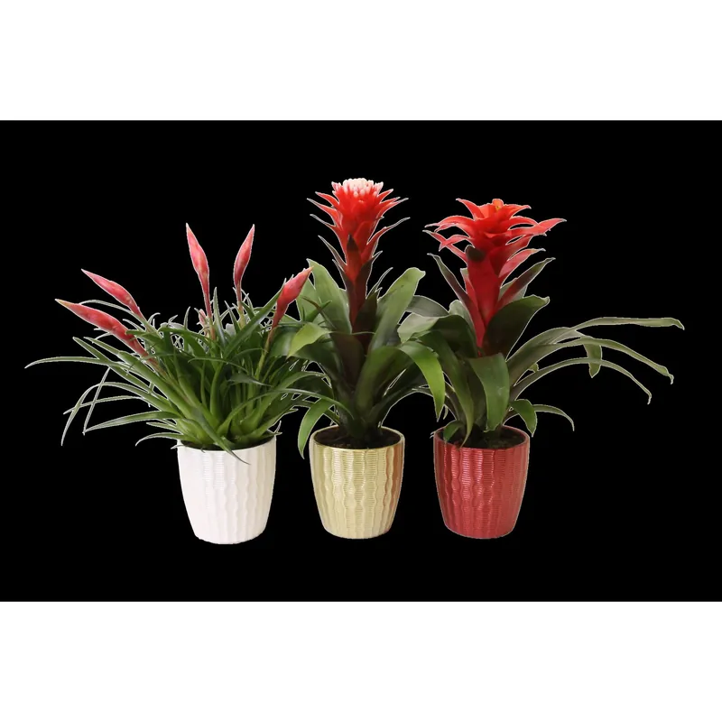Speciale Aanbieding Bromeliacea diverse varietà in vaso di ceramica Ø circa 13 cm
