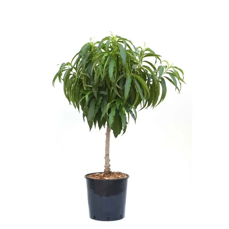 Pesco noce nano - Prunus nucipersica nano Goedkoop