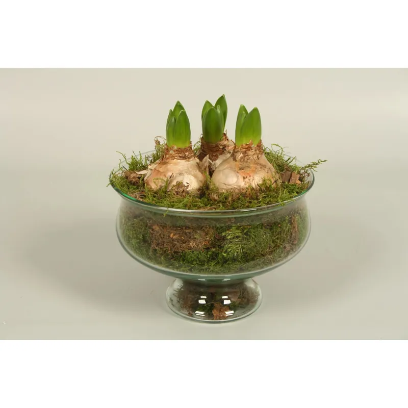 Goedkoop Composizione di giacinti Hyacinthus in vaso di vetro Ø 18 cm circa