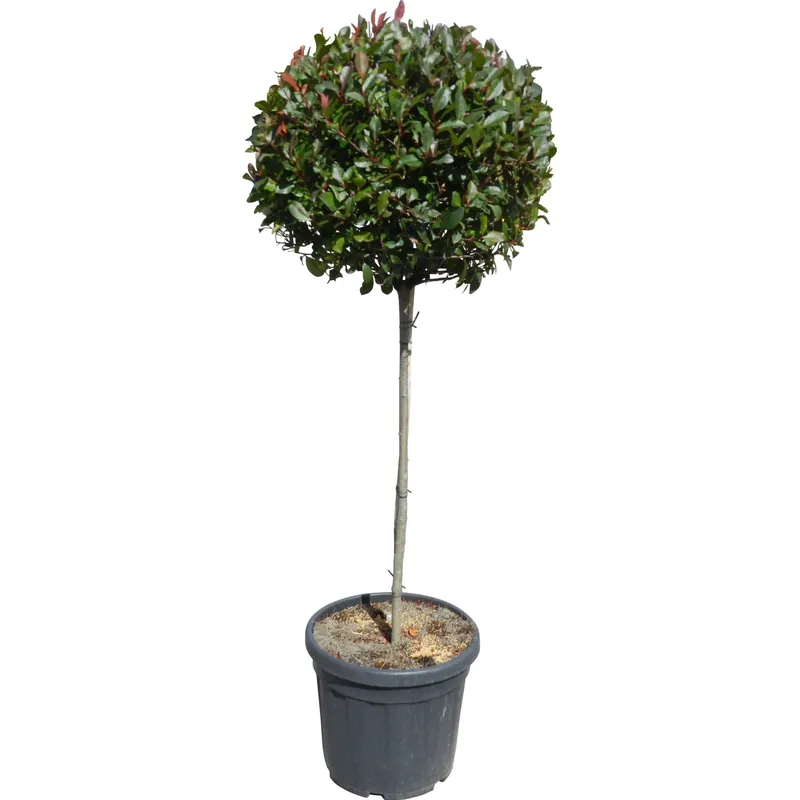 Fotinia "Little Red Robin" Altezza ca. 120 cm Vaso ca. 30 l Photinia Beperkt Aanbod