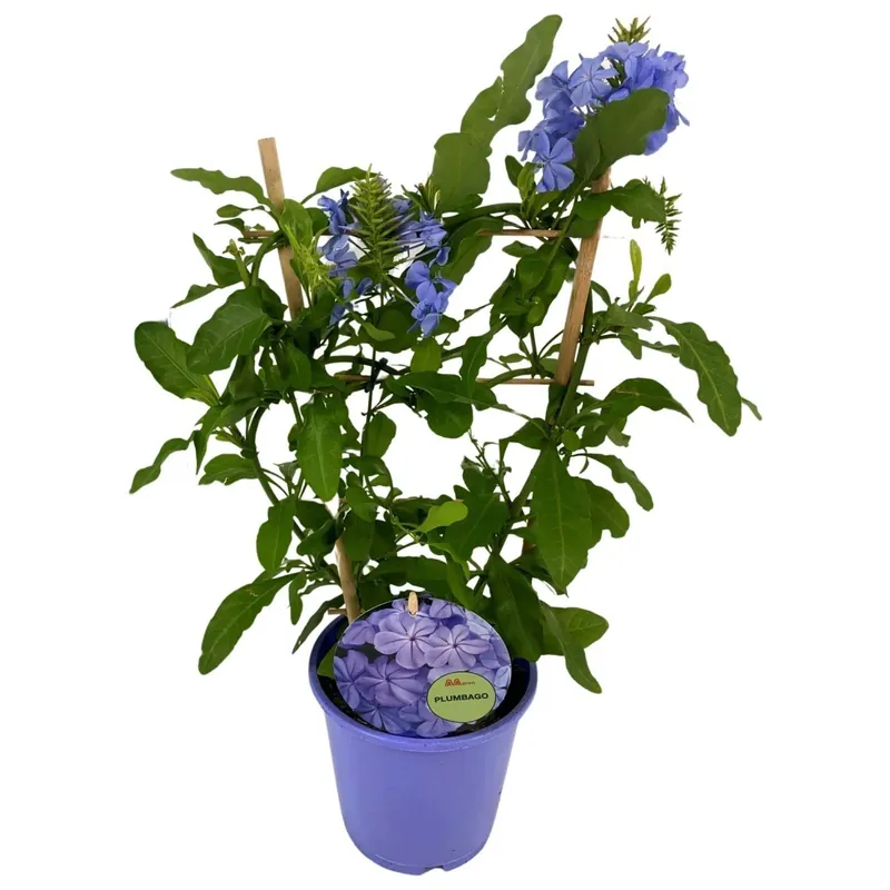 Korting Dendrobium Berry Oda Vaso Ø 12 cm