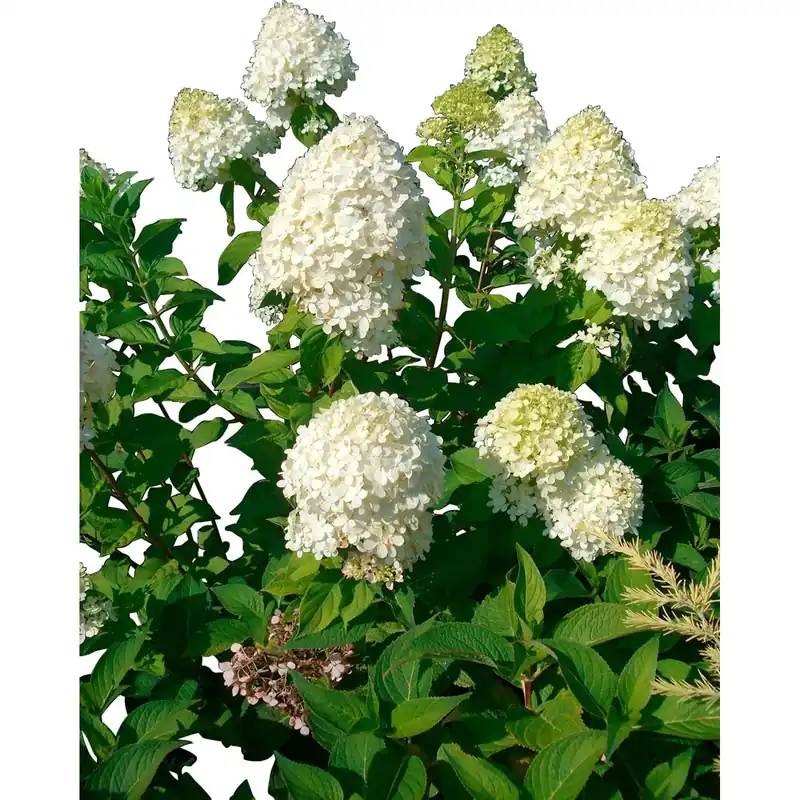 Beperkt Aanbod Ortensia Paniculata