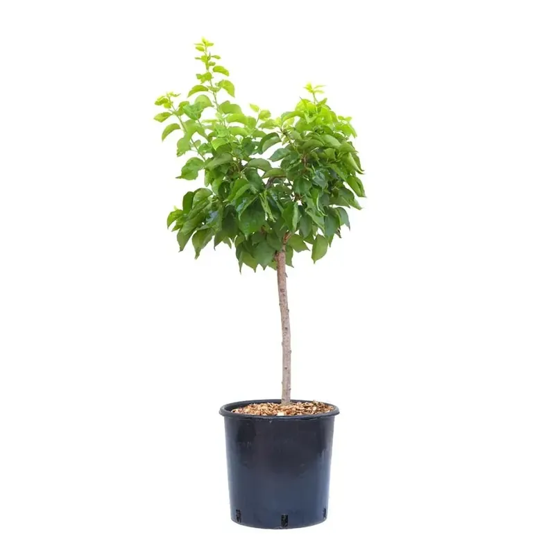 Dagaanbieding Albicocco nano - Prunus armeniaca nano