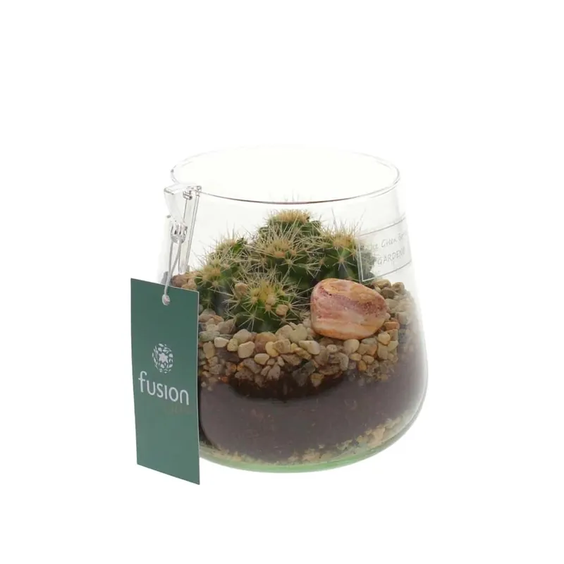 Premium Cactus Deline vaso 13 cm