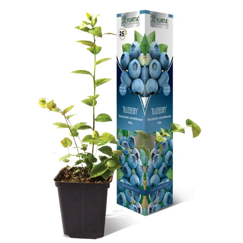 Arbusto da frutto mirtillo in vaso 150 cm Koopje