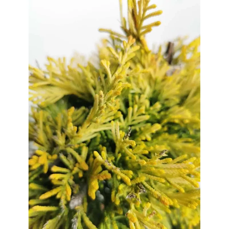Cupressocyparis leylandii Gold Rider Ø vaso 55 cm H 2000 cm Koopje