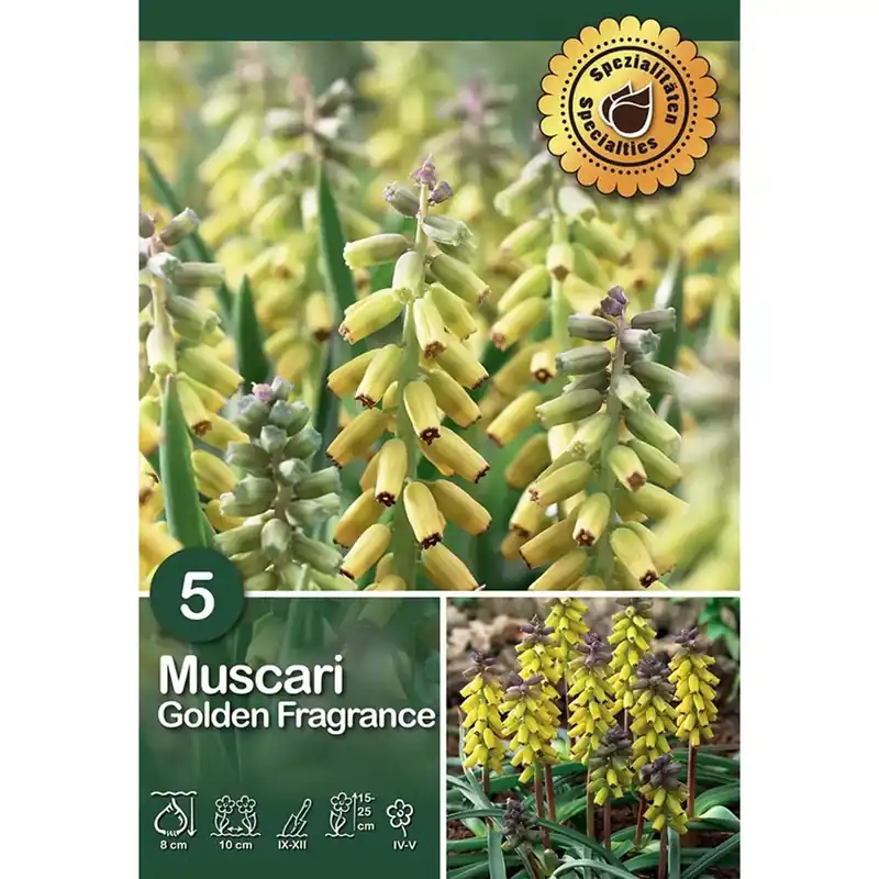 Betaalbaar Muscari Golden Fragrance giallo 5 pz