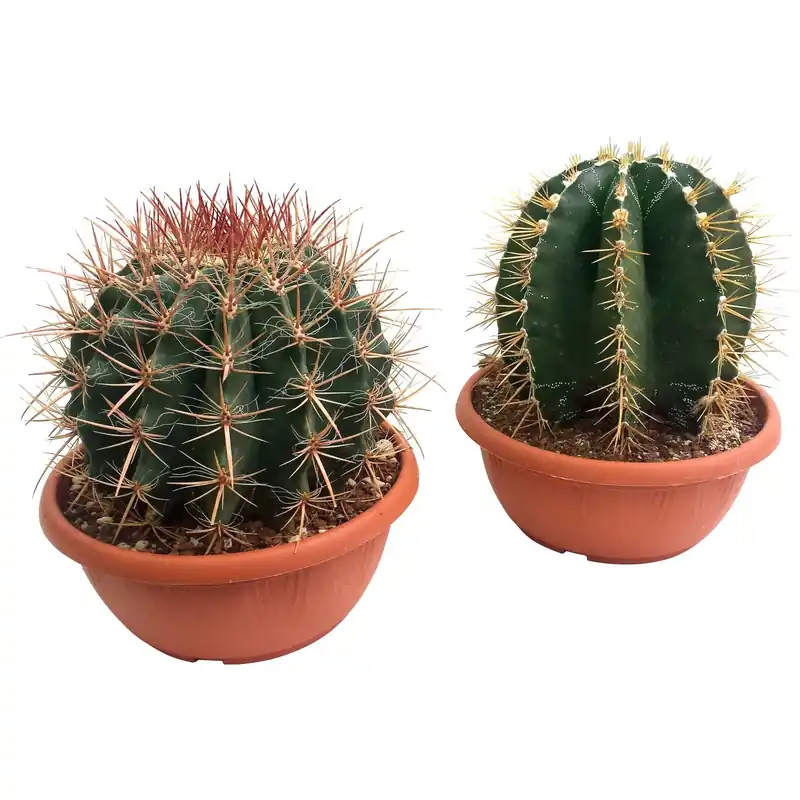 Cactus assortiti in vaso Ø 30 cm Rechtstreeks Van De Fabrikant