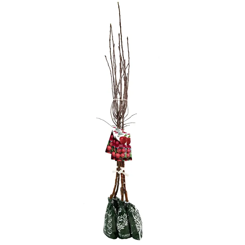 Aanbieding Pianta da frutto melo in pack - 120 cm