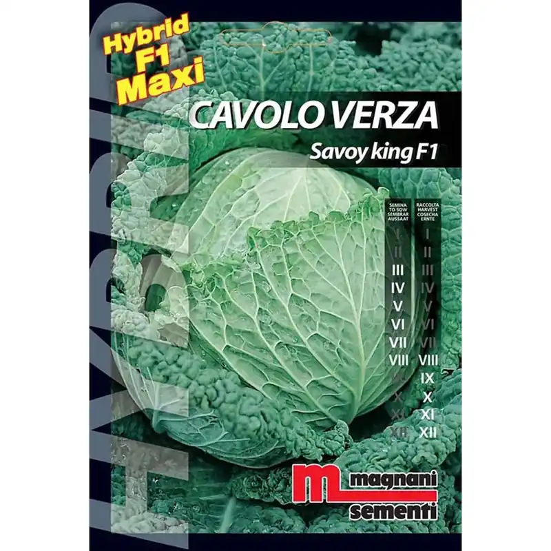 Koop Vandaag Semi ibridi Cavoloverza Savoy King