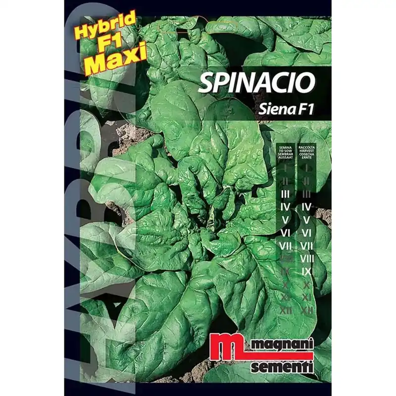 Semi ibridi Spinacio Siena Tijdelijk Beschikbaar