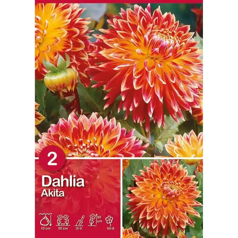 Dalia "Akita" Superprijs