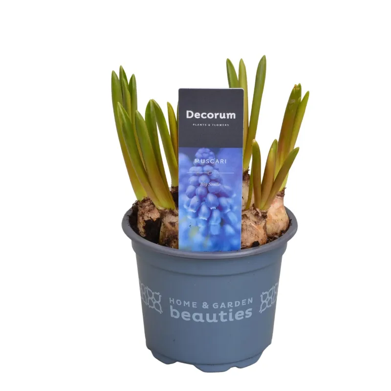 Express Levering Giacinto d`uva blu Muscari vaso Ø circa 9 cm