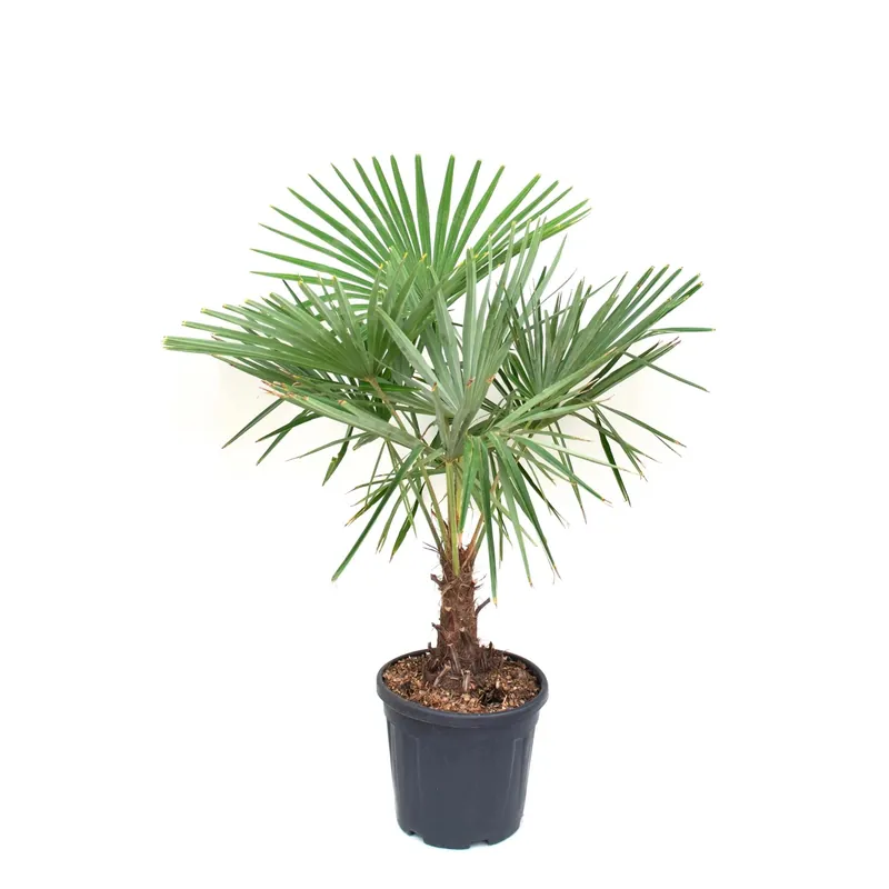 Palma rustica Chamaerops excelsa 400x400x400 cm Tijdelijk Beschikbaar