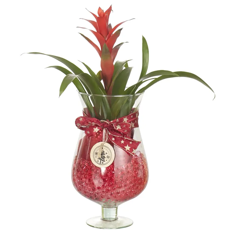 Composizione natalizia guzmania in vaso di vetro Actieprijs