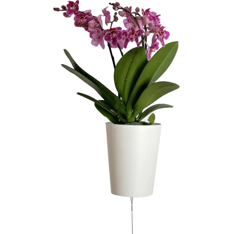 Orchidea Phalaenopsis pensile mix colori rovesciato Ø 13 cm Speciale Aanbieding