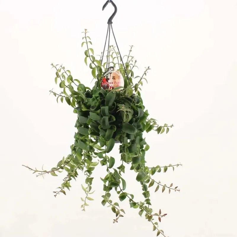 Aeschynanthus Rasta Vaso 15 cm Lage Kosten