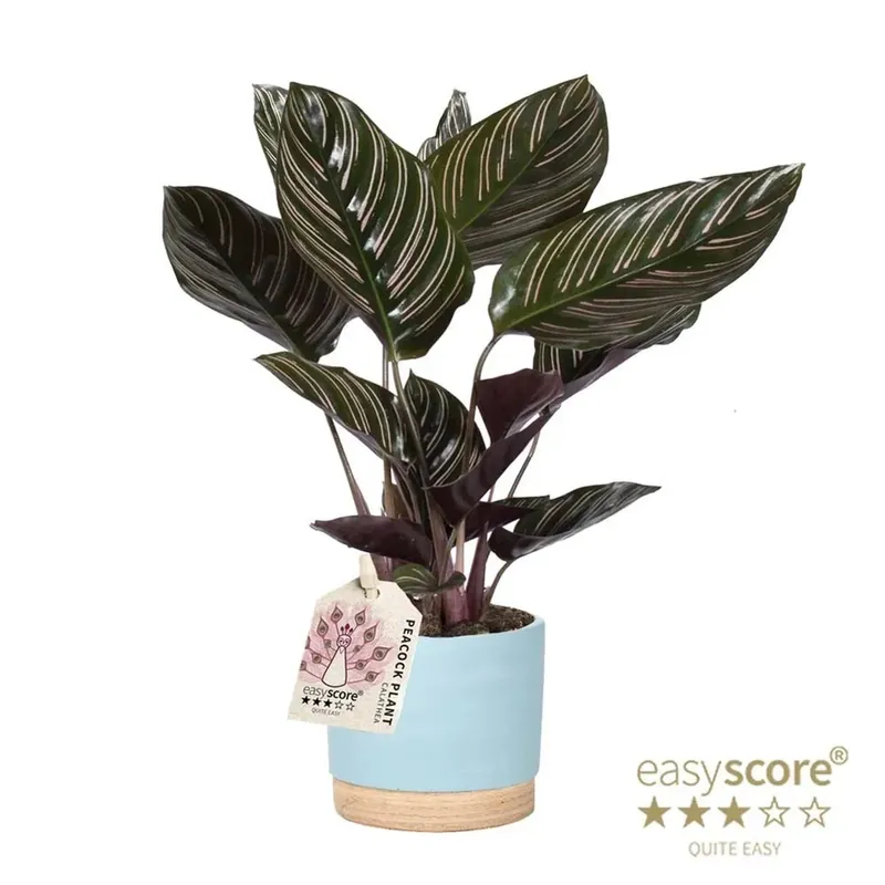 Koopje Calathea Orbifolia Leaf Ocean vaso 12 cm