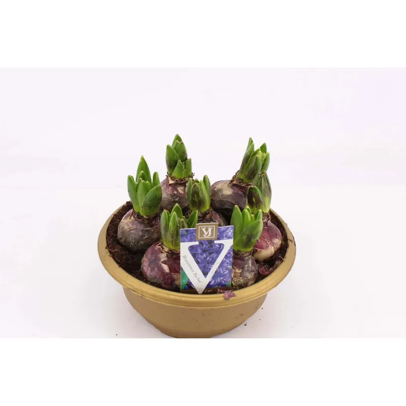 Superprijs Ciotola per giacinti Hyacinthus orientalis in vari colori vaso Ø ca. 20 cm