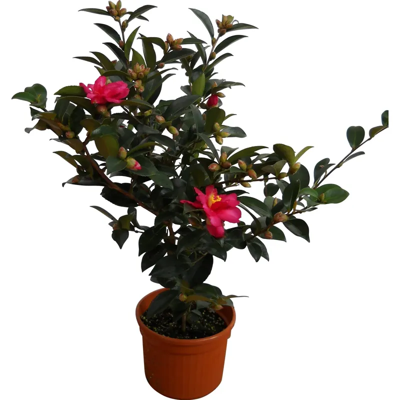 Koop Online Camelia sasanqua h 30 cm