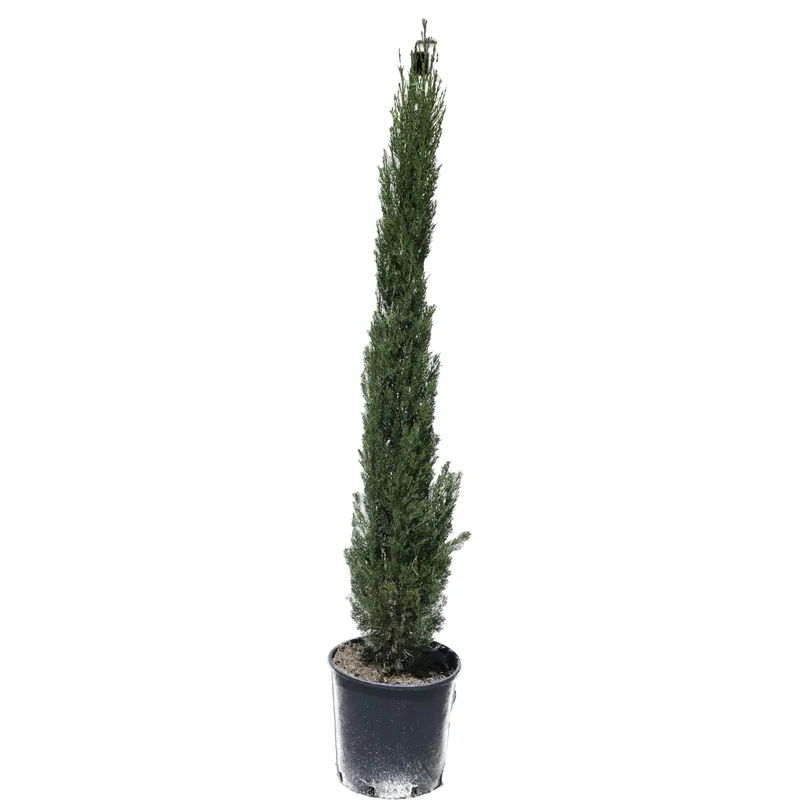 Bestel Nu Cupressus sempervirens "Pyramidalis"h cm 150/175