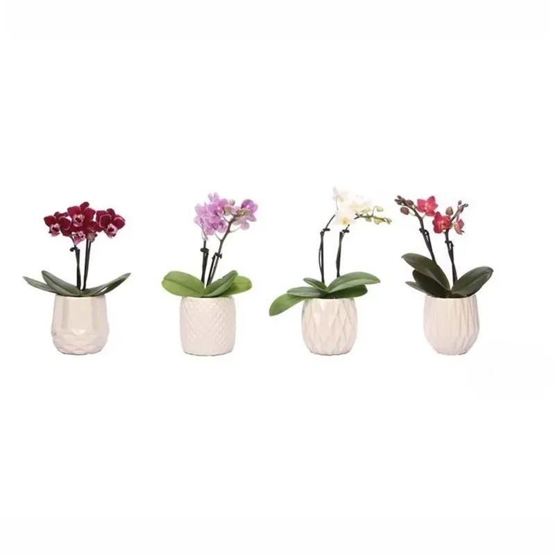 Finale Uitverkoop Phalaenops Is Mini vaso 6 cm