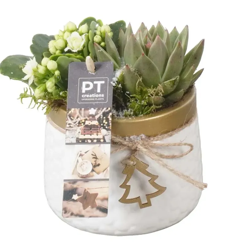 Koop Online Composizione natalizia ceramica oro con vaso 11 cm