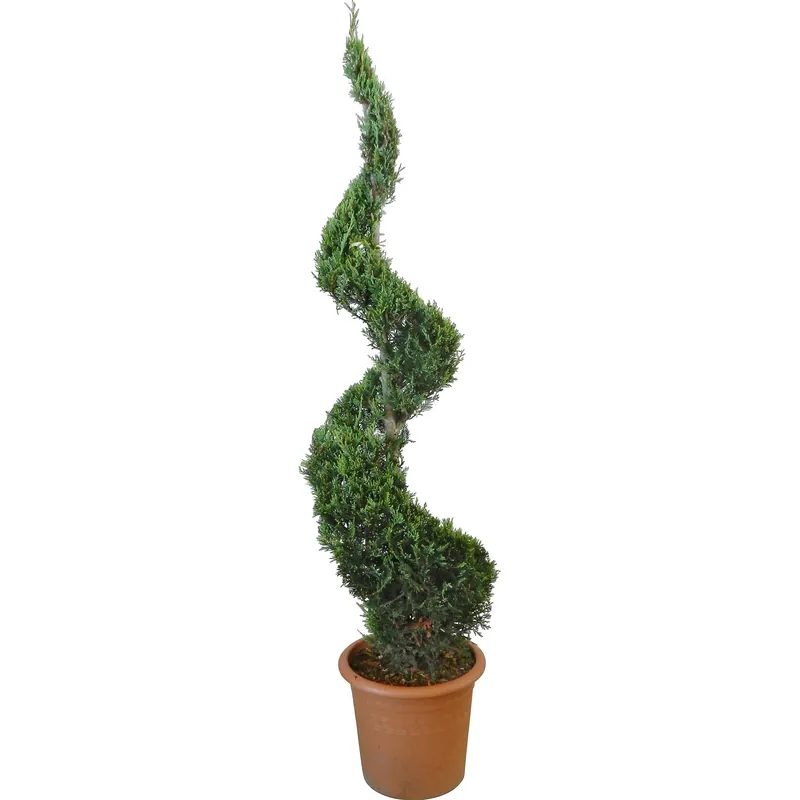 Nu Kopen Cipresso gigante "Castlewelland Gold" H ca. 150 cm vaso ca. 24 l