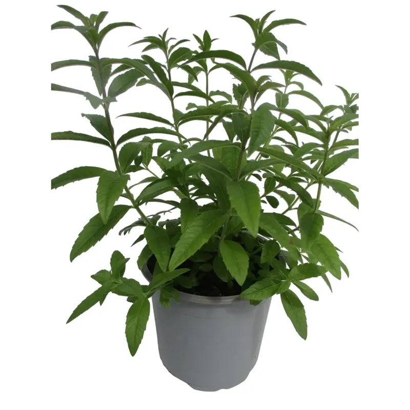 Pianta di Limonina vaso Ø 14 cm Beperkte Voorraad