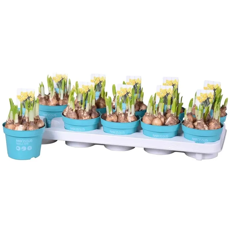 Narciso Tete a Tete vaso 12 cm Beperkt Aanbod