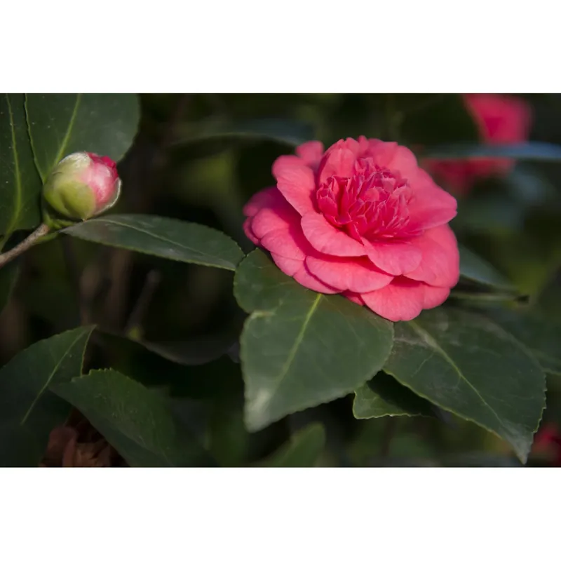 Camellia japonica in varietà cespuglio h 30/40 cm Bestseller