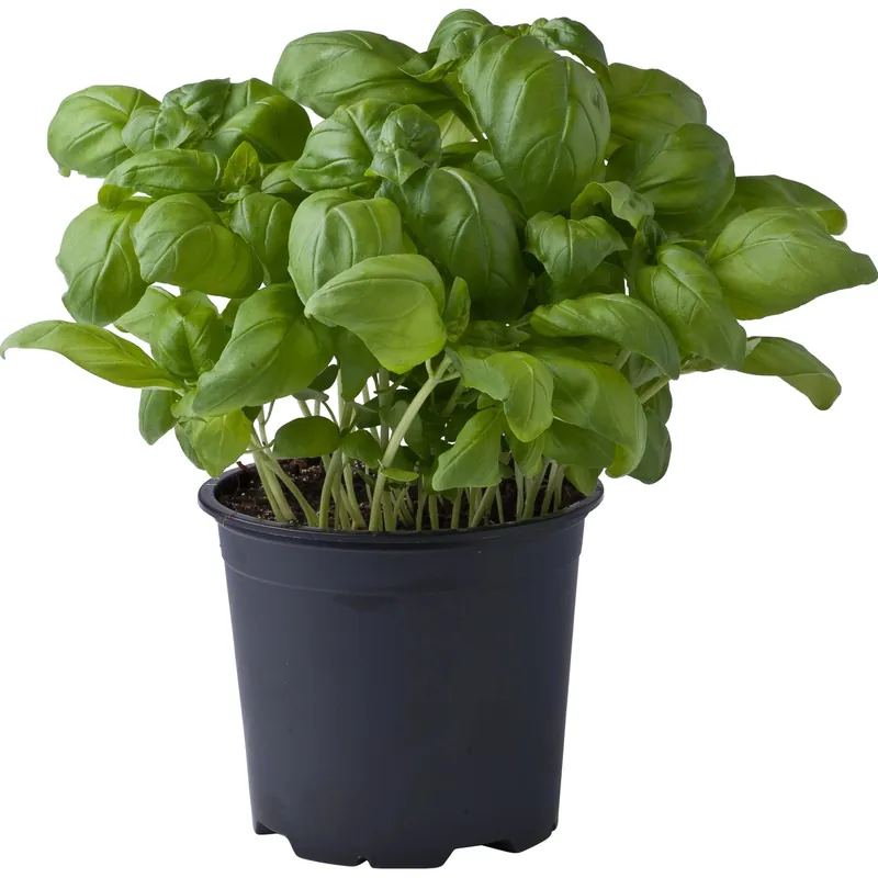 Pianta di Basilico vaso 14 cm Lage Kosten