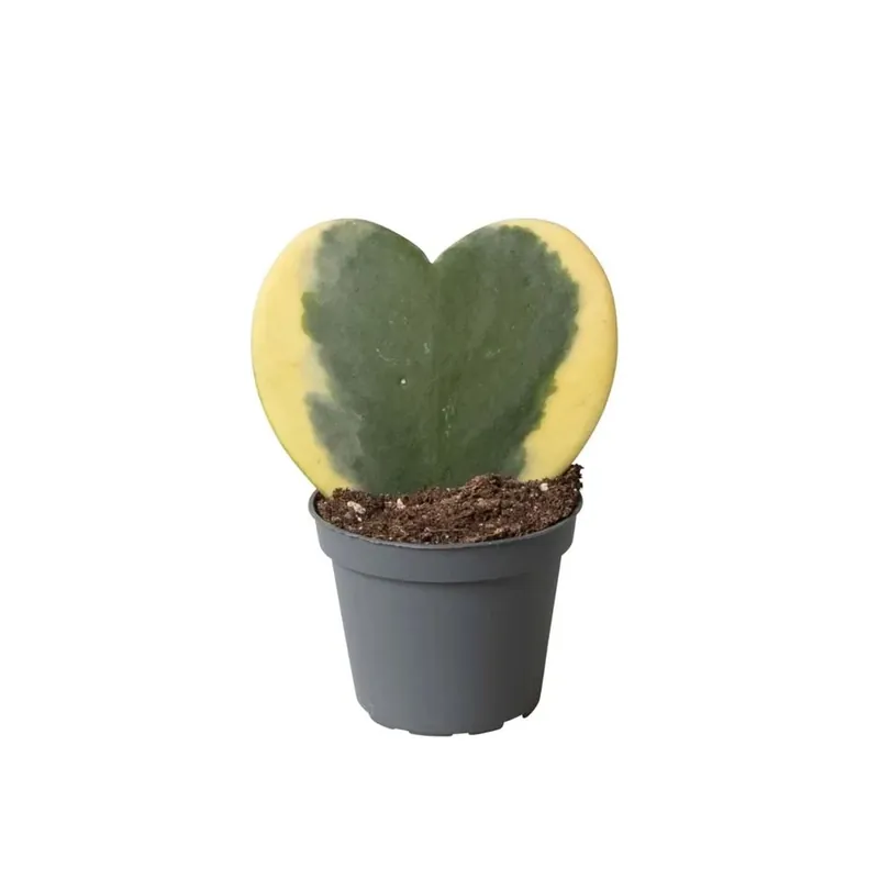 Op = Op Hoya Variegata Vaso 6 cm