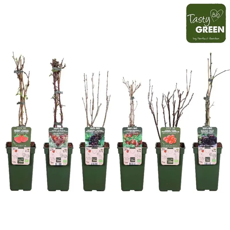 Fruttabio Mixvs Vaso 19 cm Direct Beschikbaar